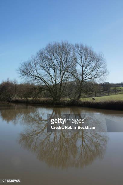 winter tree by riverbank. teston, medway. - robin beckham stockfoto's en -beelden