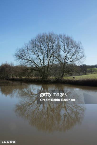 winter tree by riverbank. teston, medway. - river medway stock pictures, royalty-free photos & images