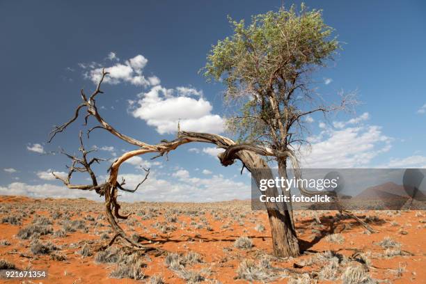 namib rand naturreservat, namibië - zuidelijk afrika stockfoto's en -beelden