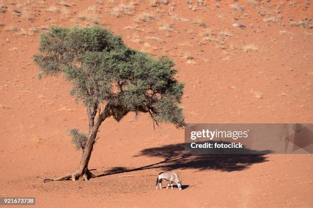 oryx with acacia, namibia - fotoclick stock pictures, royalty-free photos & images