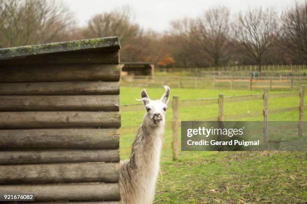 a llama in a farm - llama stock pictures, royalty-free photos & images