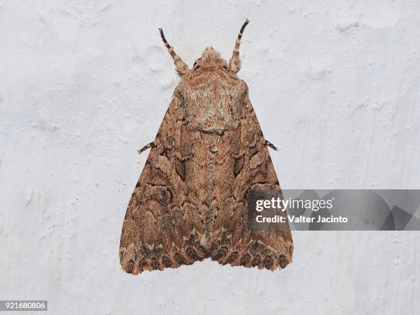 nutmeg (anarta trifolii) - mariposa nocturna fotografías e imágenes de stock