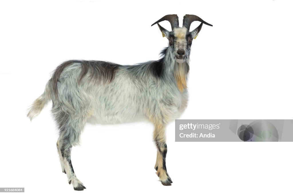 Lorraine goat.