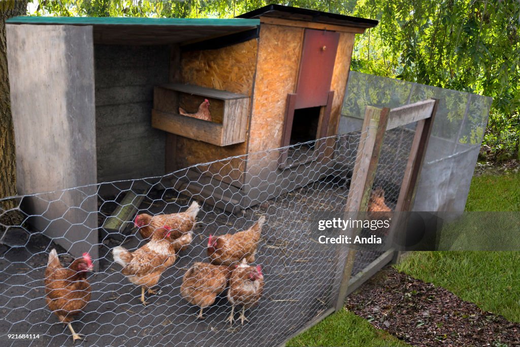 Hens in a chicken coop, in a garden.