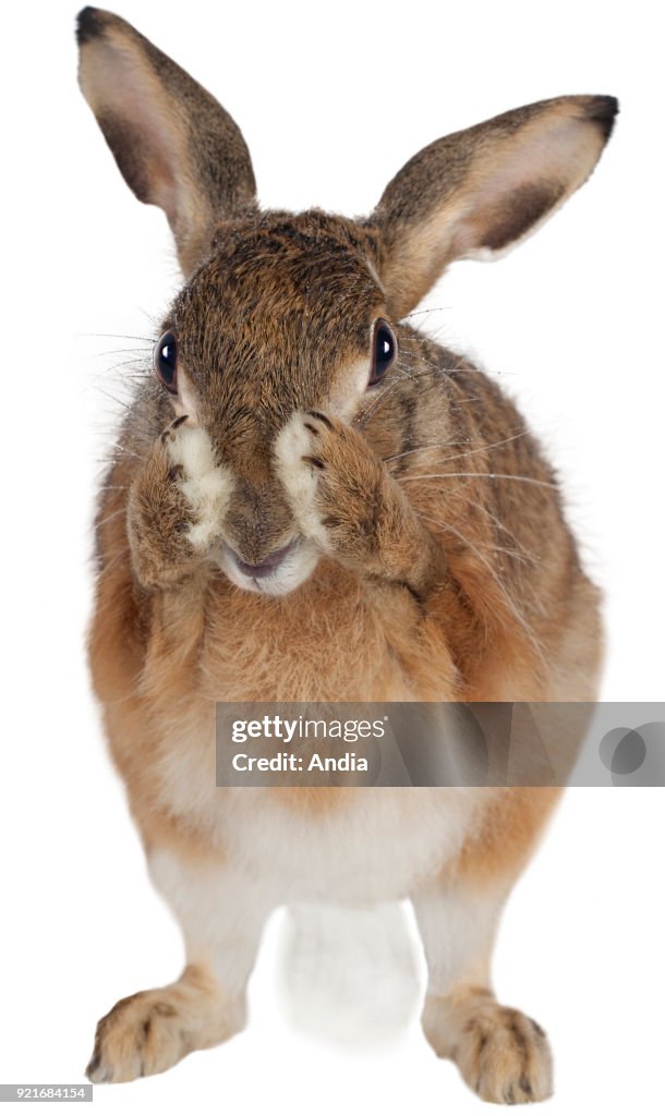 Hare cleaning its face.