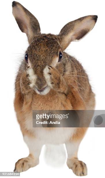 Hare with its forelegs on its face.