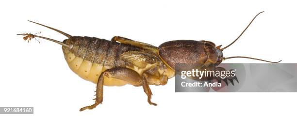 European mole cricket with an ant on its tail. Garden pests.