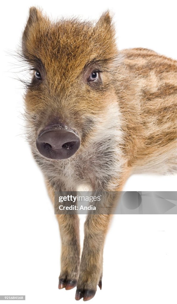 Young wild boar.