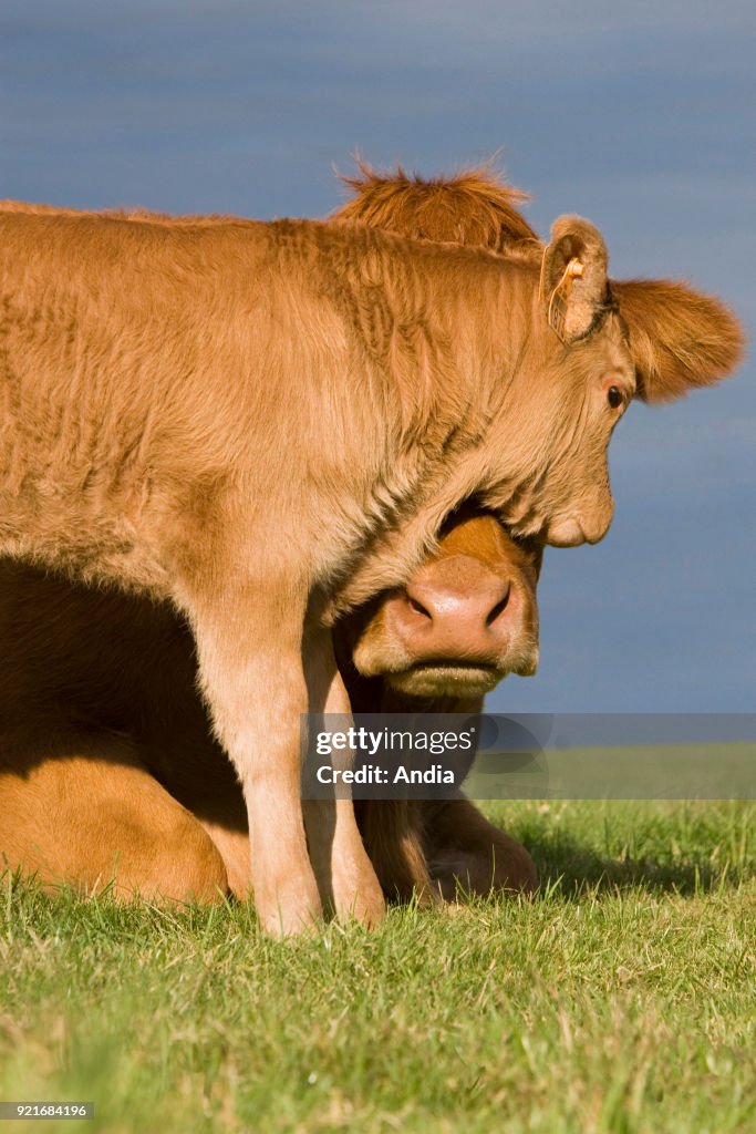 Limousin cattle: Cow and its calf.