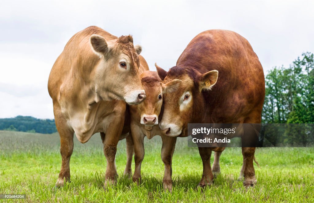 Limousin cattle: bull, cow and calf.