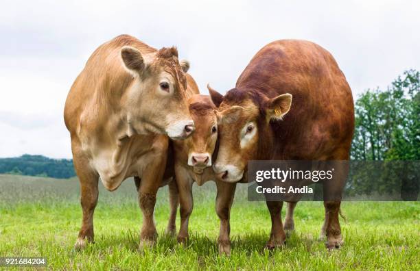 Limousin bull, cow and calf, standing beside each other in the grass.