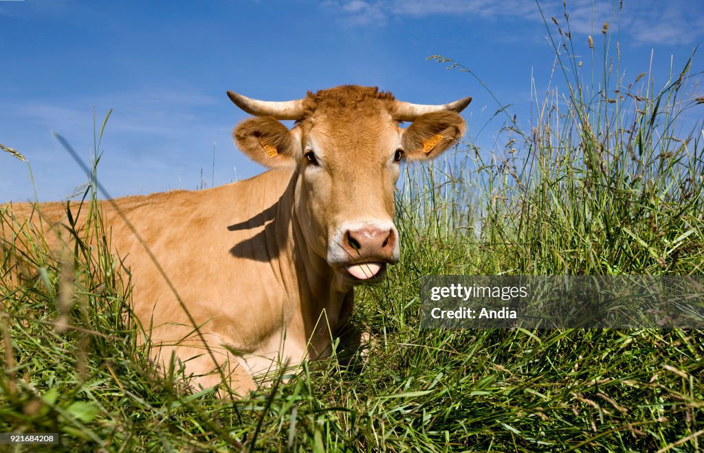 Limousin cattle: cow lying on grass.