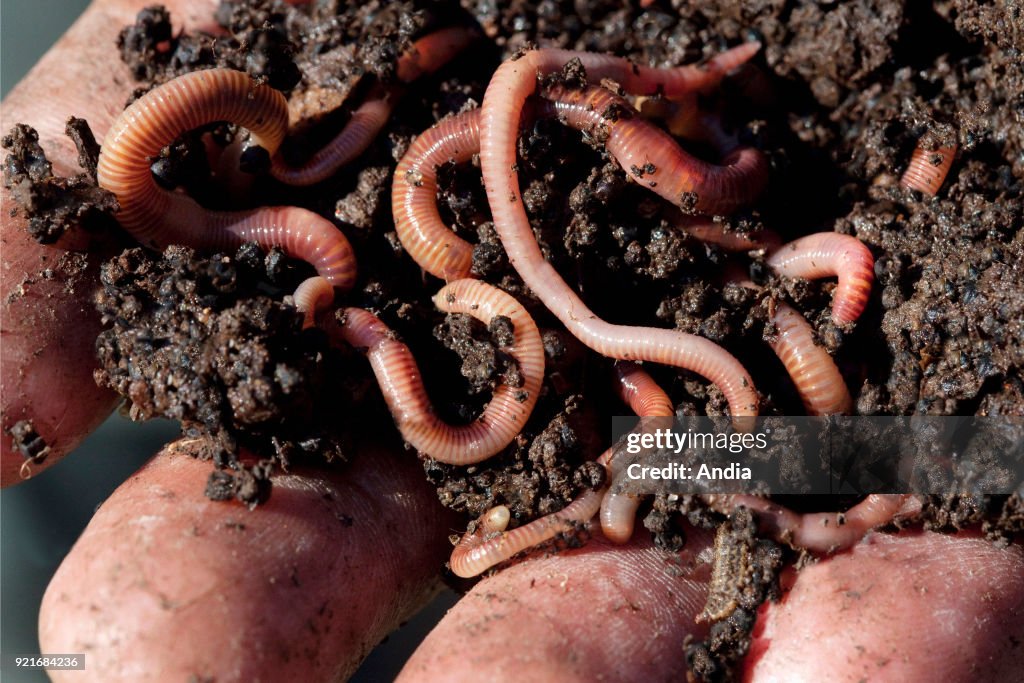 Worm composting: earth and earthworms.