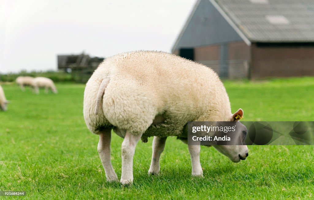 Texel sheep in a meadow in the Netherlands.