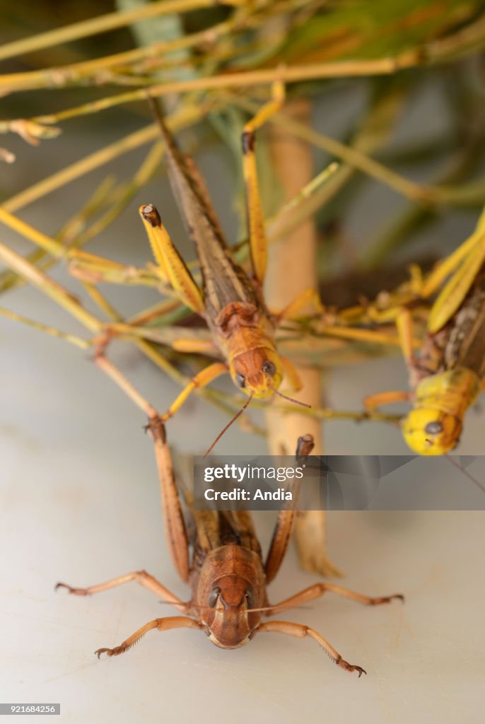 Migratory locust farm.