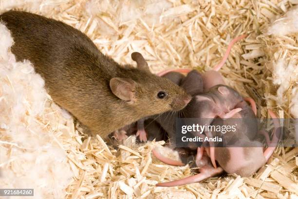 She-rat with her litter in a nest.