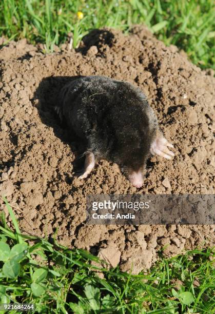 Common mole going out of a molehill.