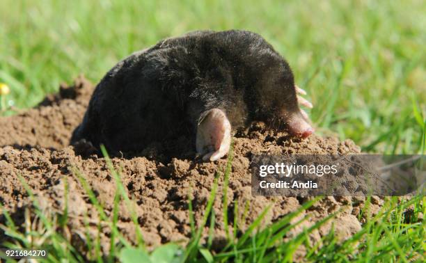 Common mole going out of a molehill.