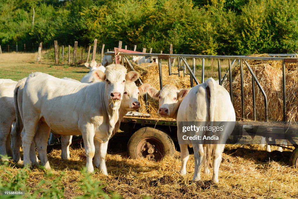 Charolais cattle.