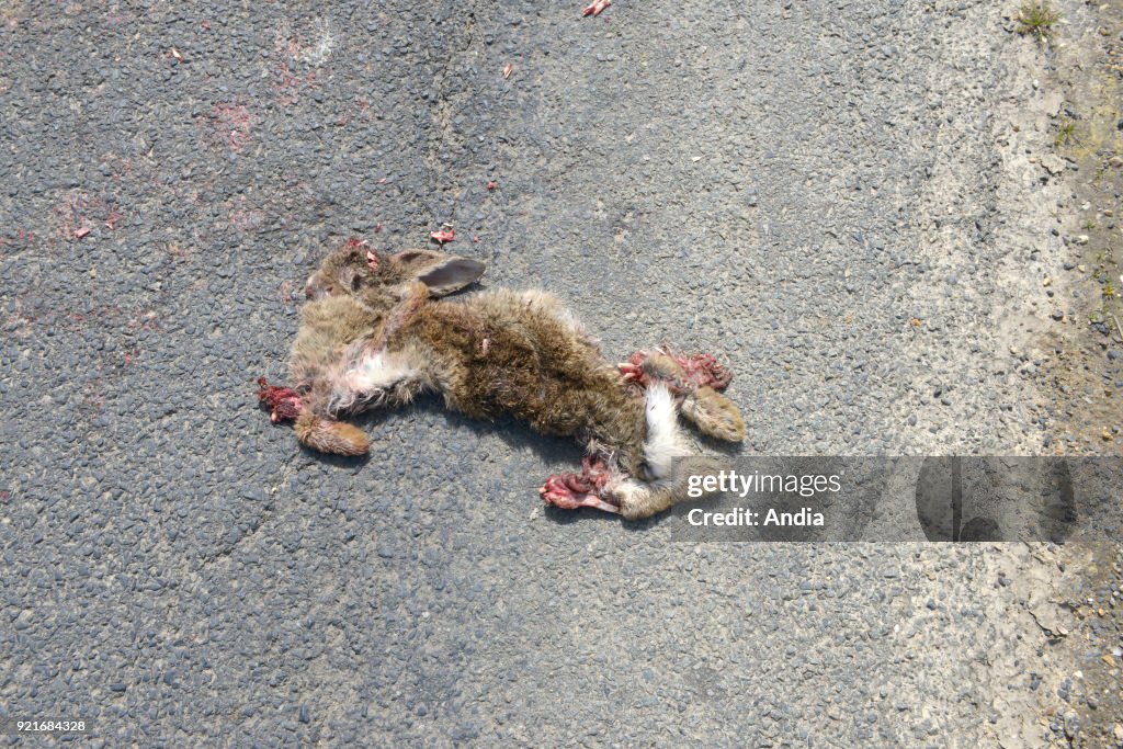 Dead rabbit on a road.