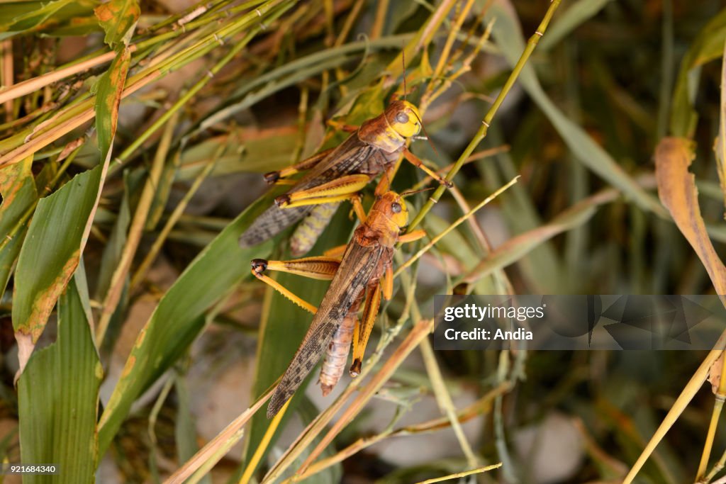 Migratory locust farm.