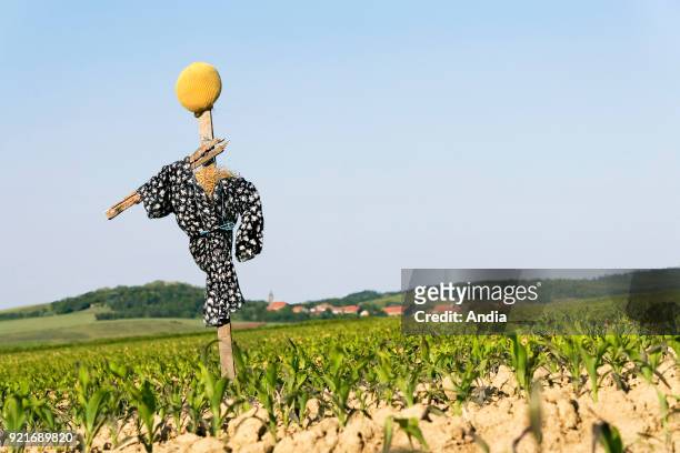 Scarecrow in a cornfield.