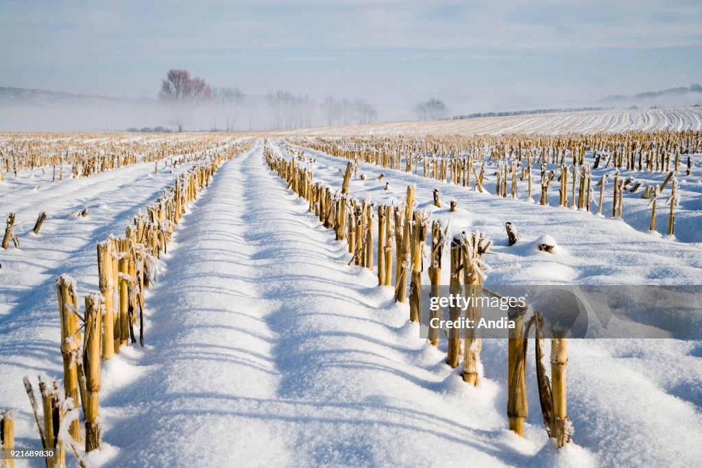 Field with corn straws covered in snow.