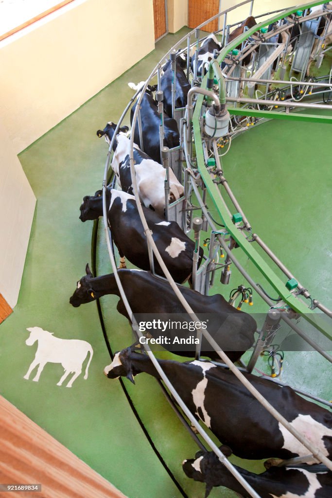 Holstein cows in a milking parlour, in a farm.