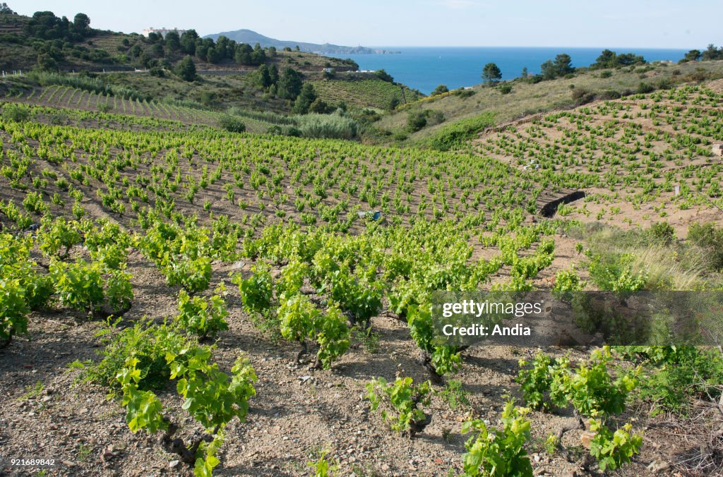 Vineyards in the south of Banyuls-sur-Mer.