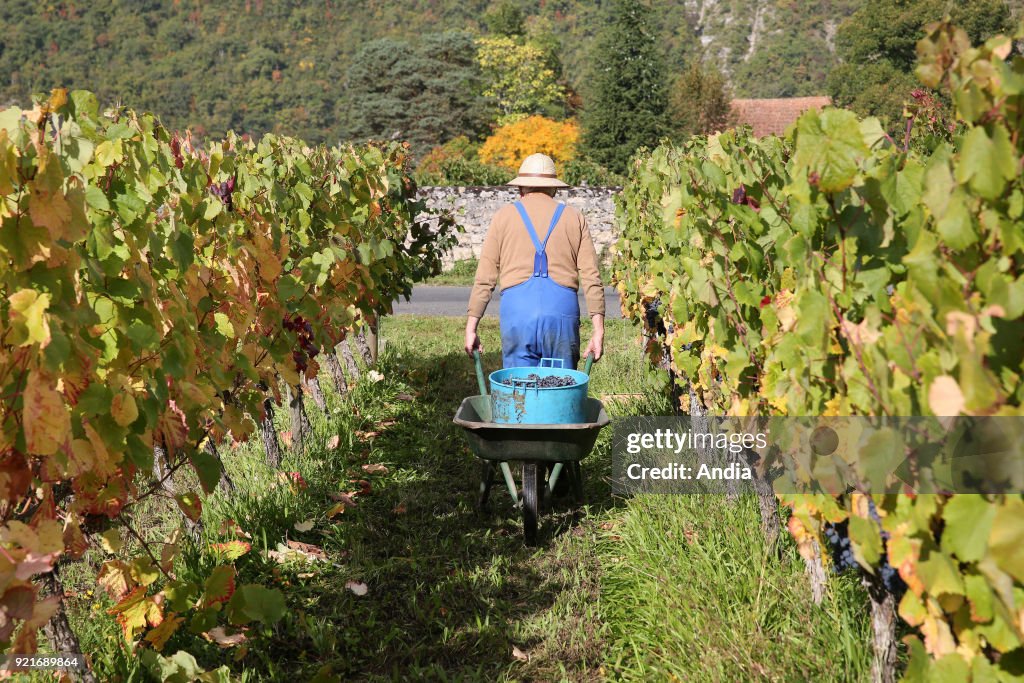 Cahors vineyard in the Lot department.