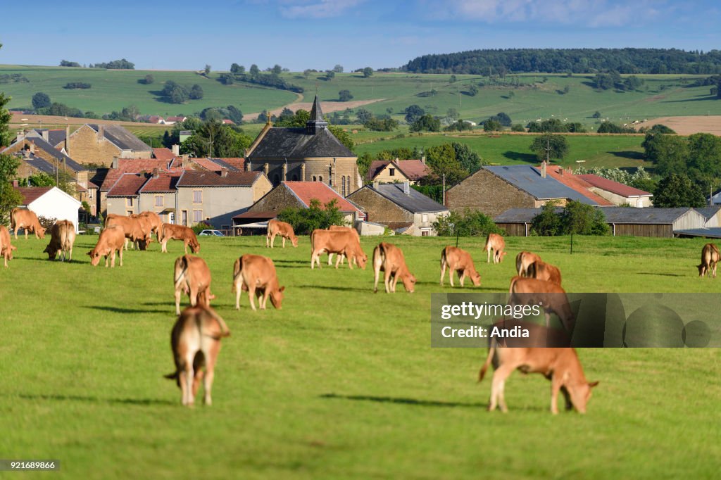 Cattle in a field near the village of Matton-et-Clemency.