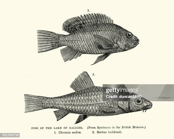 bildbanksillustrationer, clip art samt tecknat material och ikoner med fisk av galileiska sjön, chromis andrae och barbus om beddomii - chromis