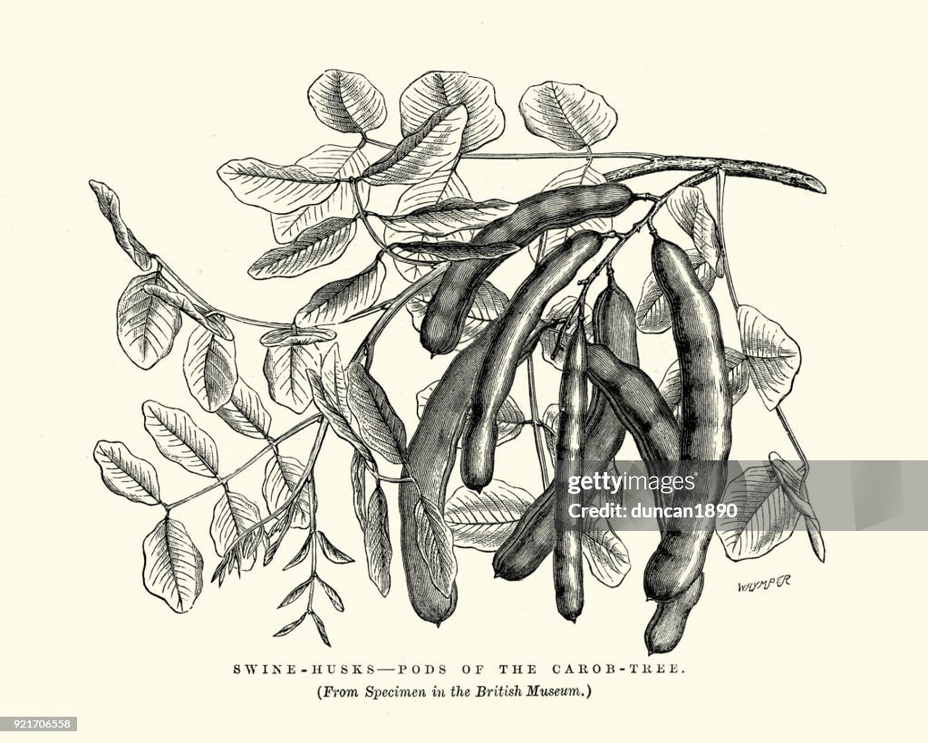Swine husks, Pods of the Carob tree