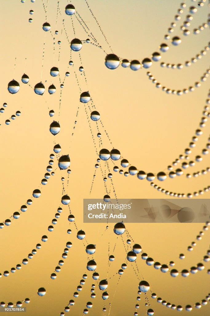 Dewdrops on a spider's web.