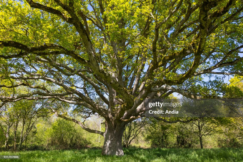 Oak tree, The Liberty Tree.