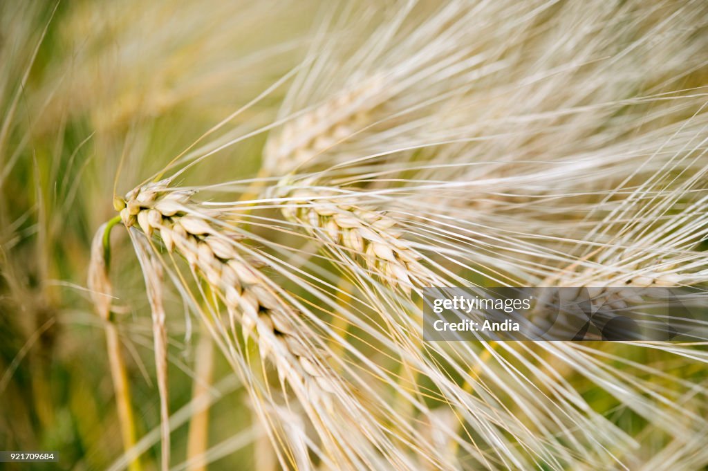 Wheat in a field.