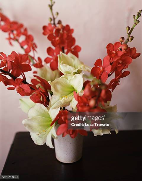 vanda orchids and amaryllis flowers - vandaceous stockfoto's en -beelden