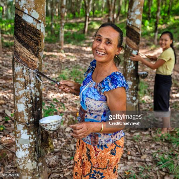 laotiska kvinna samla en latex från ett gummiträd i norra laos - gummiträd bildbanksfoton och bilder