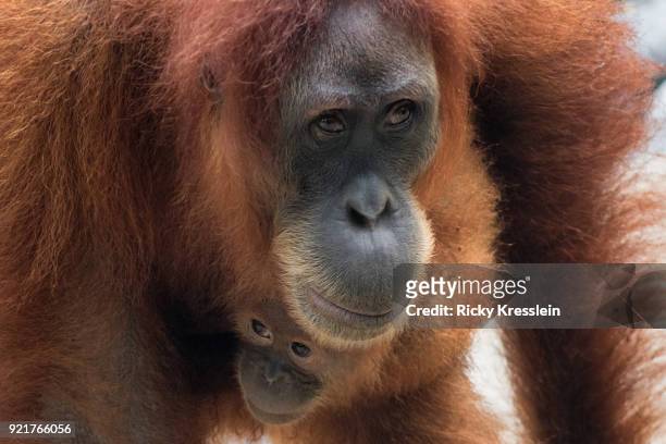 mama and baby orangutan - gunung leuser national park foto e immagini stock