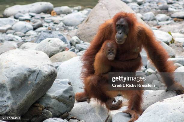 young orangutan clings to mother - gunung leuser national park foto e immagini stock