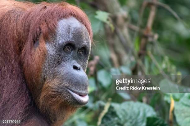 orangutan portrait - gunung leuser national park foto e immagini stock