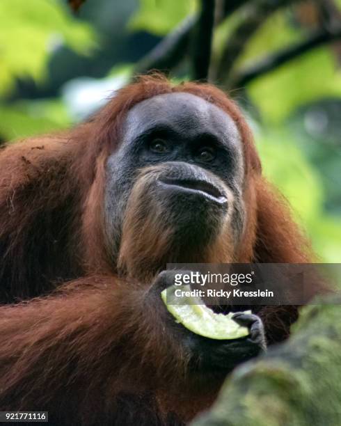 orangutan eating melon - gunung leuser national park foto e immagini stock