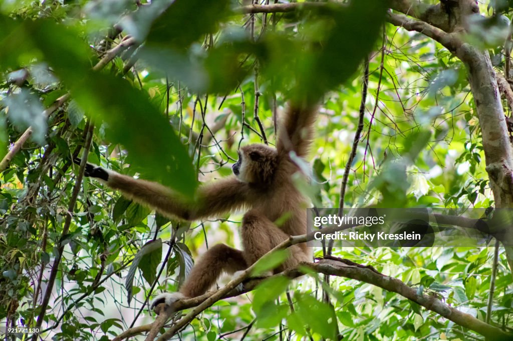 White Handed Gibbon