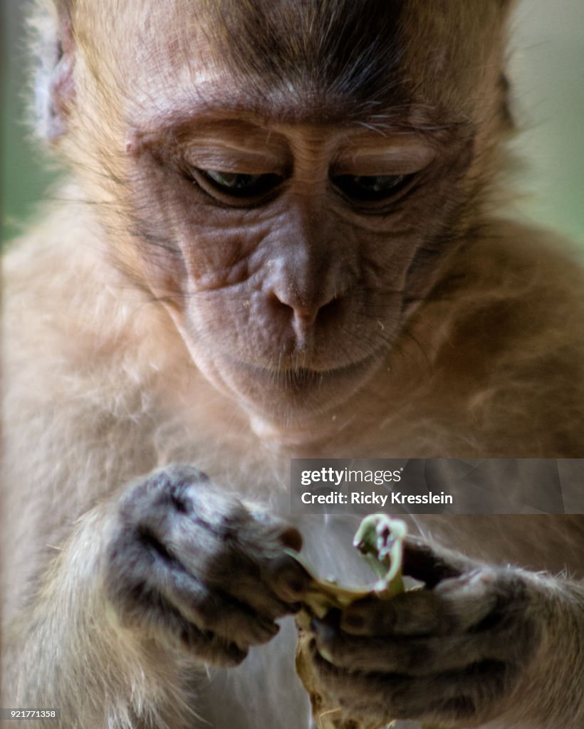 Baby Long-Tailed Macaque Inspects Leaf