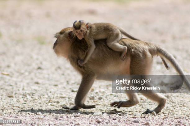 monkey-back ride - ricky kresslein stock-fotos und bilder