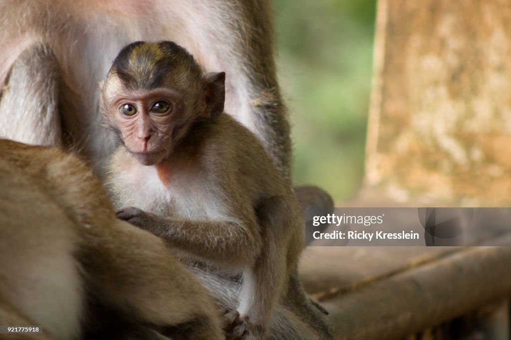 Baby Macaque Hiding Behind Mother