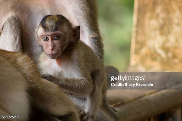 baby macaque hiding behind mother - ricky kresslein stock-fotos und bilder