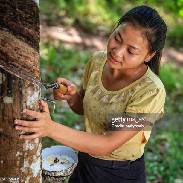 donna laotiana che raccoglie un lattice da un albero di gomma nel laos settentrionale - lattice foto e immagini stock