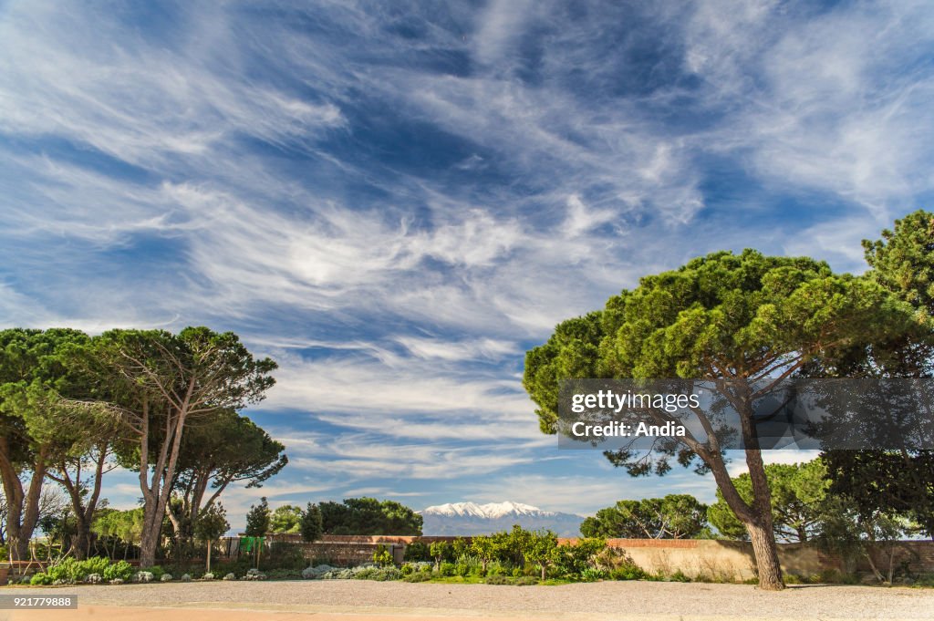 The snow-covered Canigou mountain.