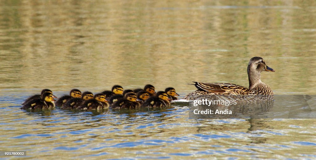 Mallard duck.